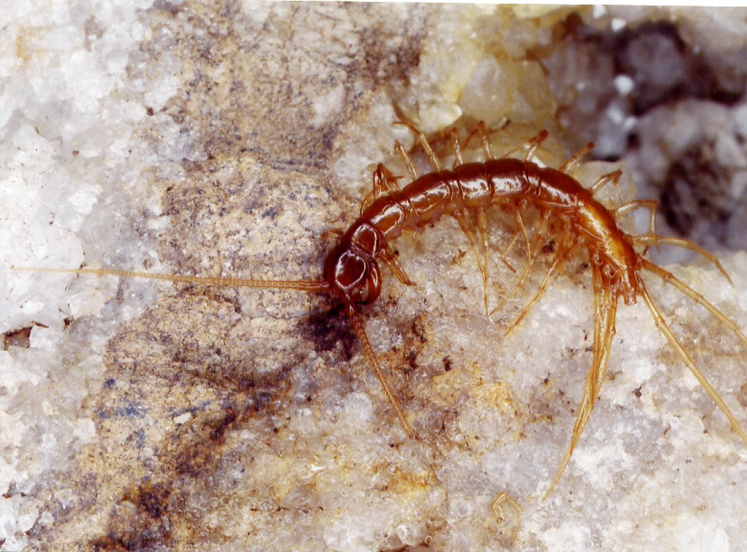 Leptoneta sp. (Leptonetidae) ragni cavernicoli